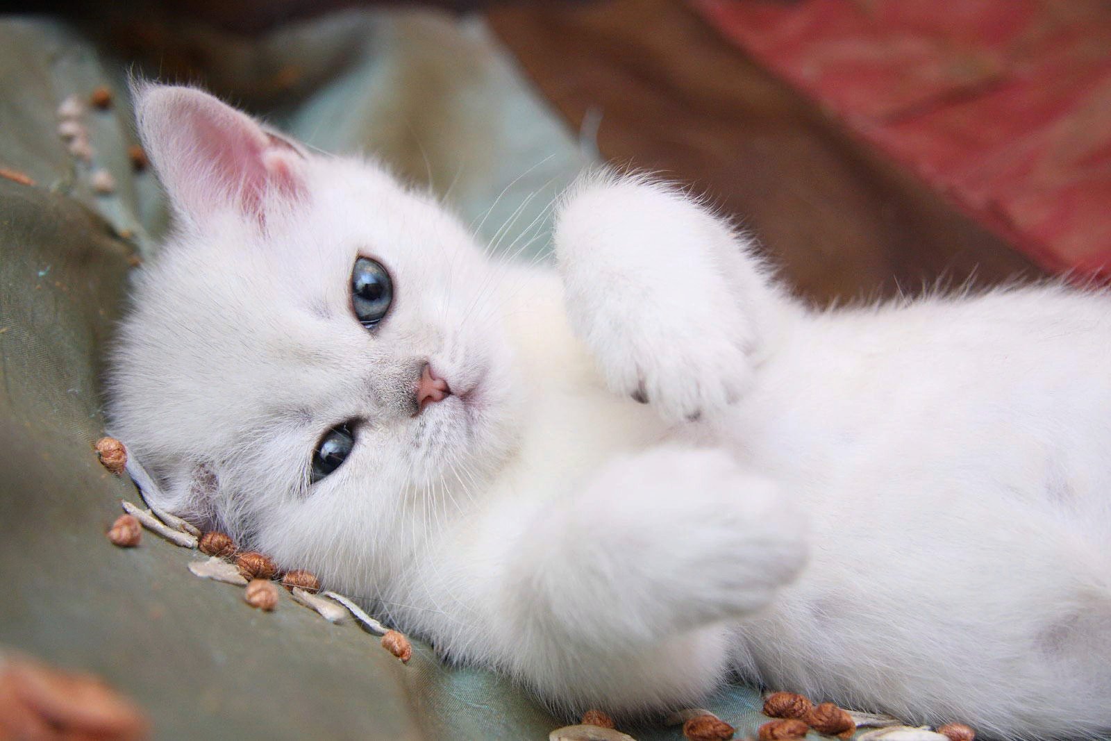 Беленьких котиков. Белый котенок. Красивые котики. Кошки маленькие. Красивая белая кошка.