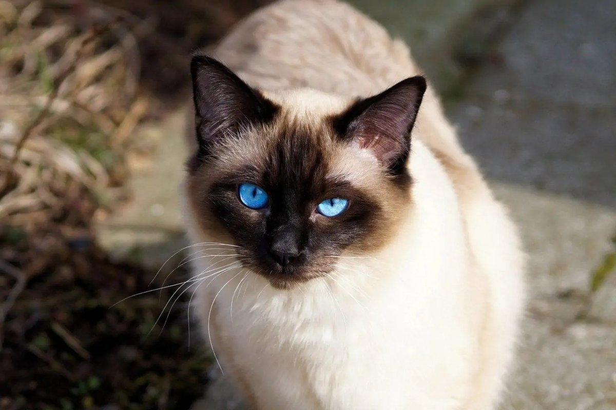 Породы кошек похожие на сиамских фото породы