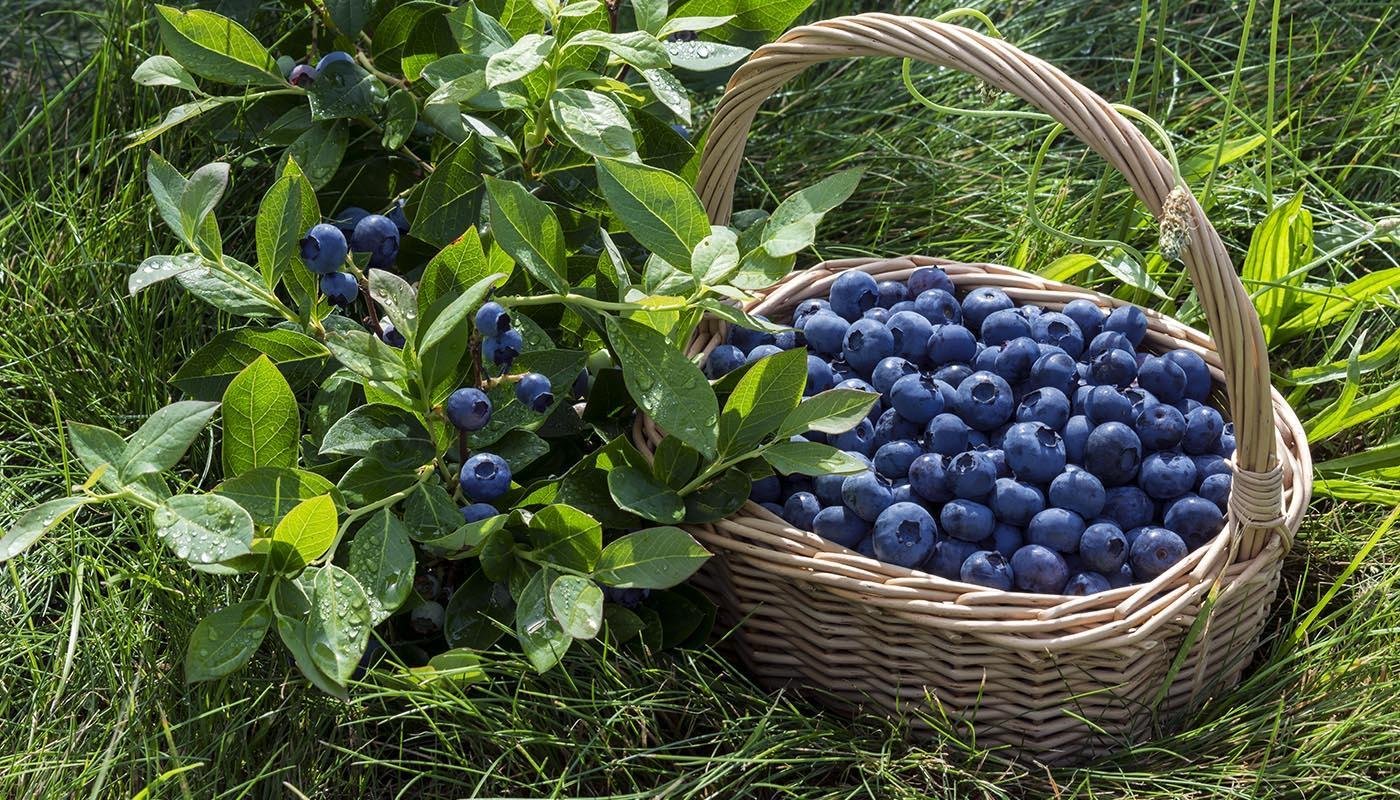 Какой куст усыпанный ягодами рос в саду. Голубика Торо. Черника (Vaccinium myrtillus). Лесные ягоды голубика. Голубика 1 ягода.