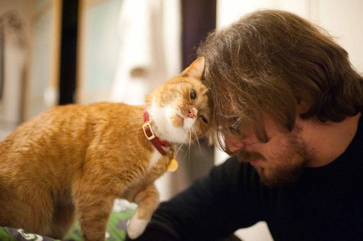 Человек любящий кошек. Кошка и хозяин. Коты и хозяева. Кот ластится.