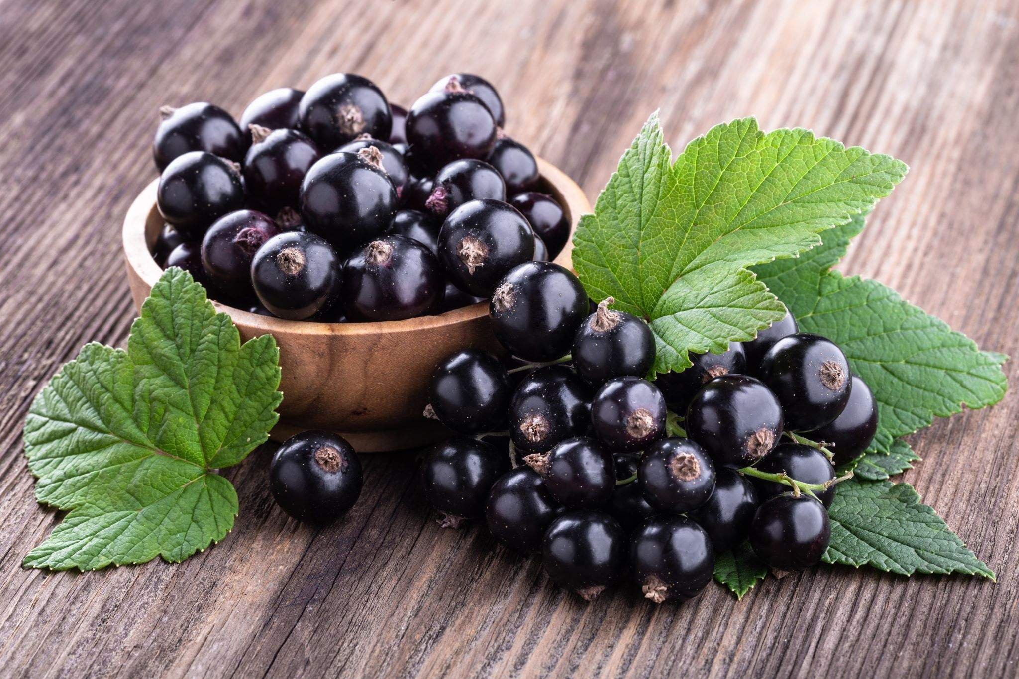 Смородина самара. Смородина (ribes). Смородина черная (ribes nigrum l.). Black Currant черная смородина. Чёрная смородина сорт Виноградная.