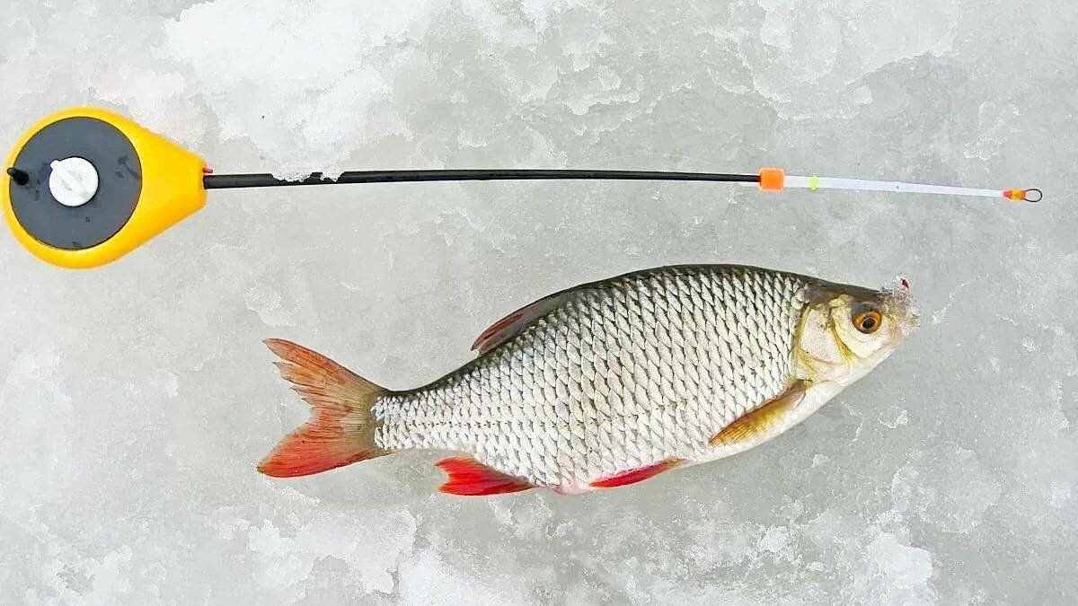 Плотва зимой на мормышку. Зимняя ловля красноперки. Зимняя удочка на плотву. Малек красноперки. Сорога Лайт.