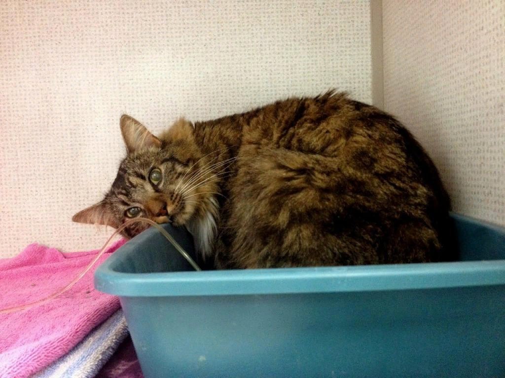 поза кошки при мочеиспускании. мочеиспускание кошек. мочекаменная болезнь мкб у кота. мочекаменная болезнь у котов. строение мочеполовой системы кота.