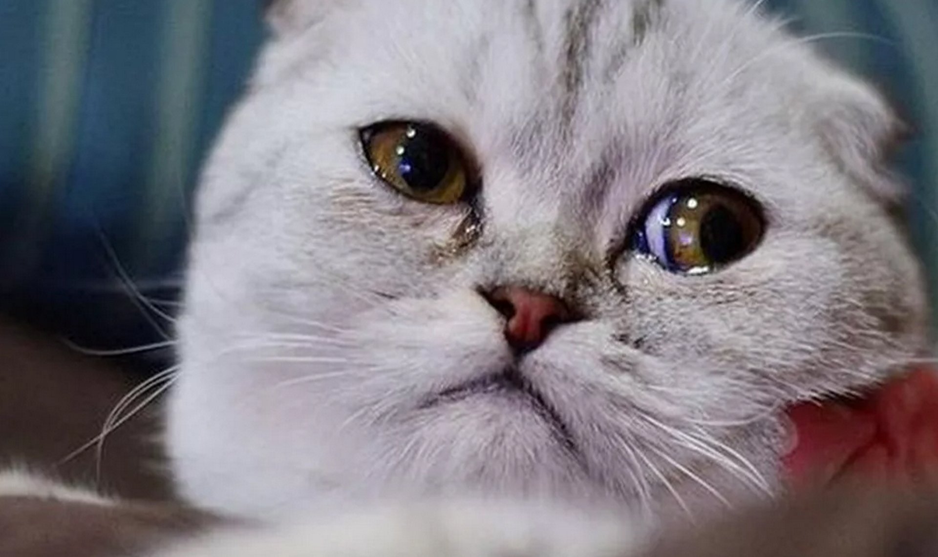 Котик с жалобными глазами