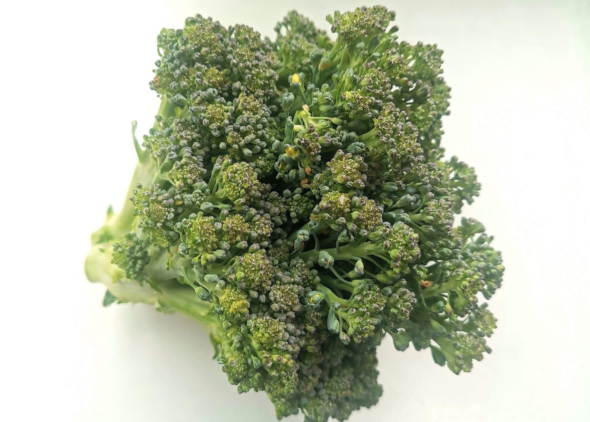 Капуста брокколи хранение. Как хранить брокколи. Как хранить брокколи. Заморозка овощей. Заморозка овощей и фруктов в морозильной камере.