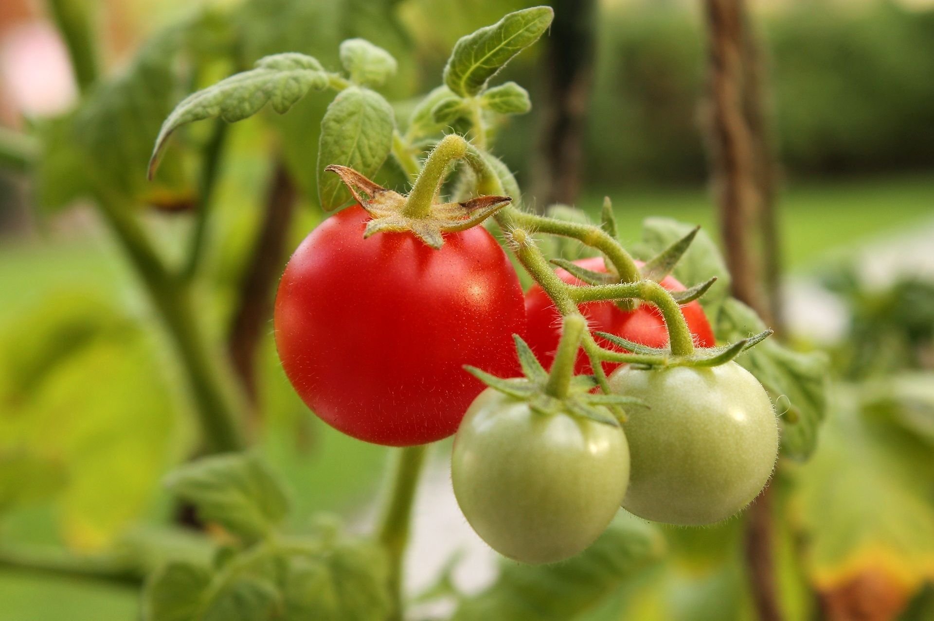 Почему томаты. Томат (Solanum lycopersicum), или помидор. Куст томата. Родина томата черри. Цветок помидора черри.