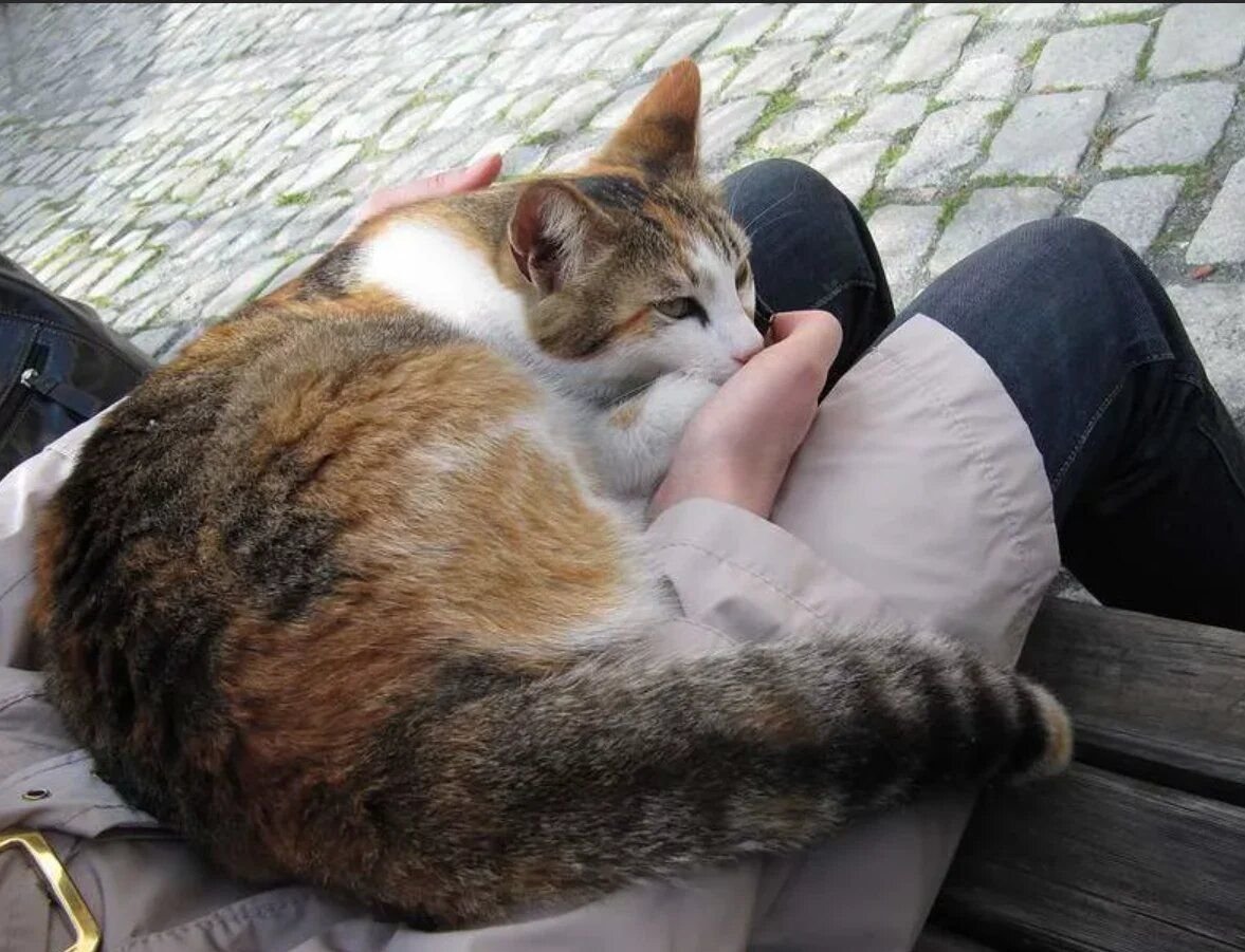 Кот лежит на коленях. Кот лежит на коленках. Кот на коленках. Кот на коленках. Котенок на коленях.