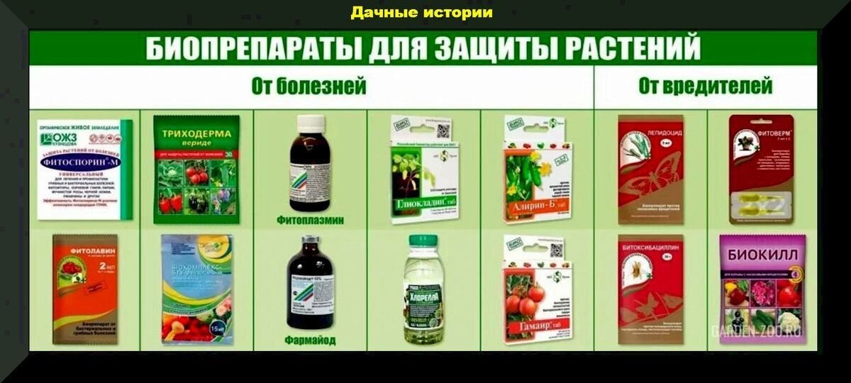 Что лучше боверия или метаризиум, зачем нужна микориза, можно ли ...