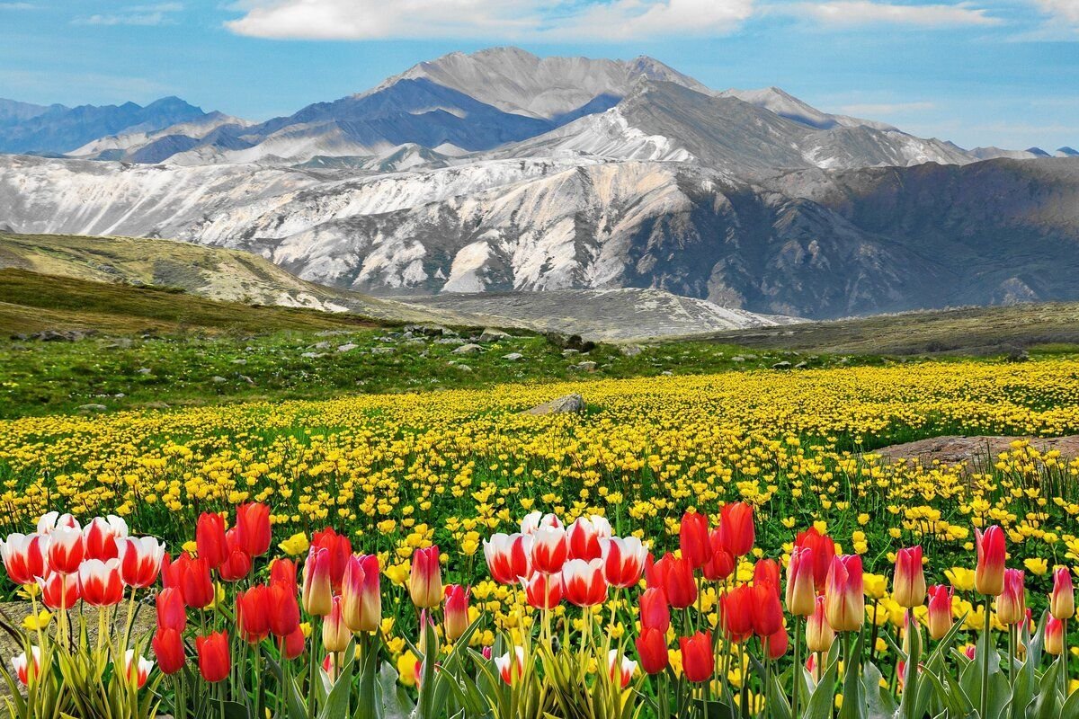 Цветы Казахстана