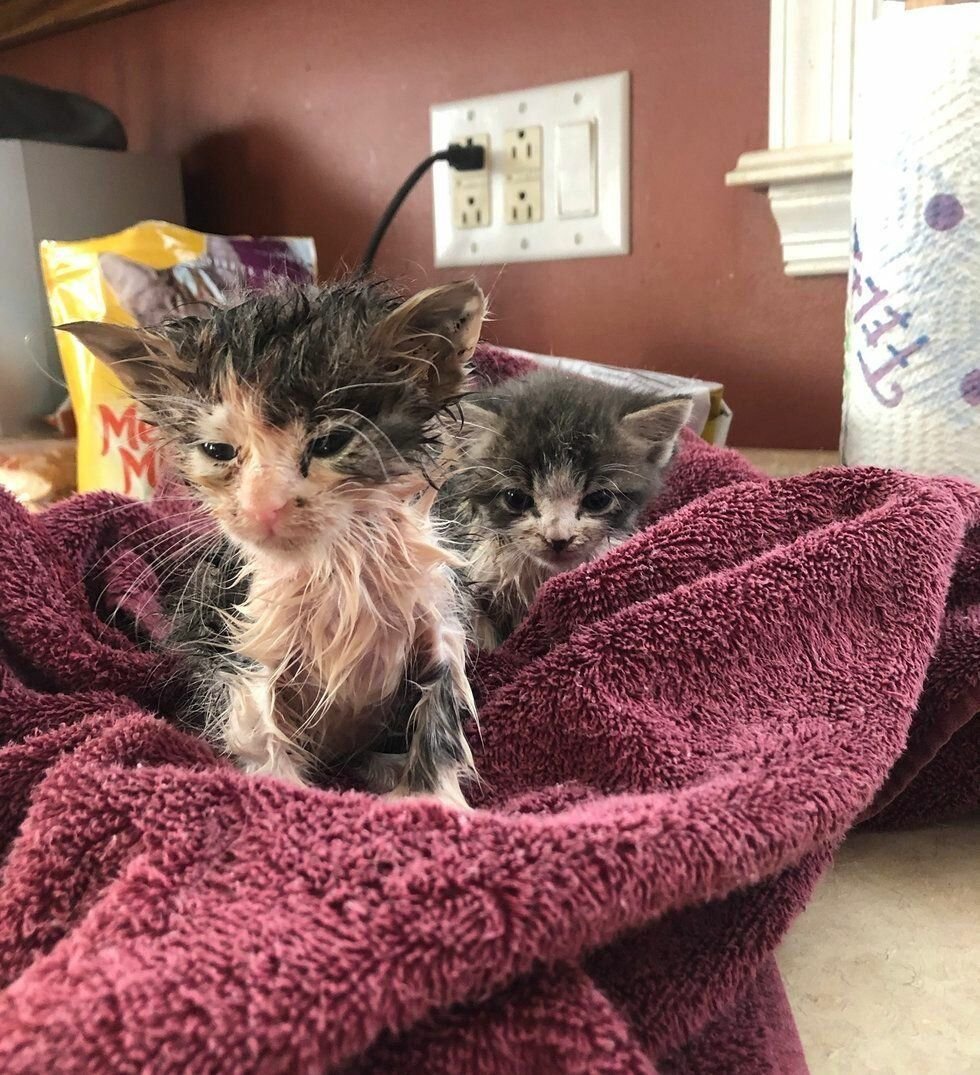 Котята от брата и сестры. Как согреть котенка. Кот у обогревателя. Согреть котенка. Маленькие бездомные котята.