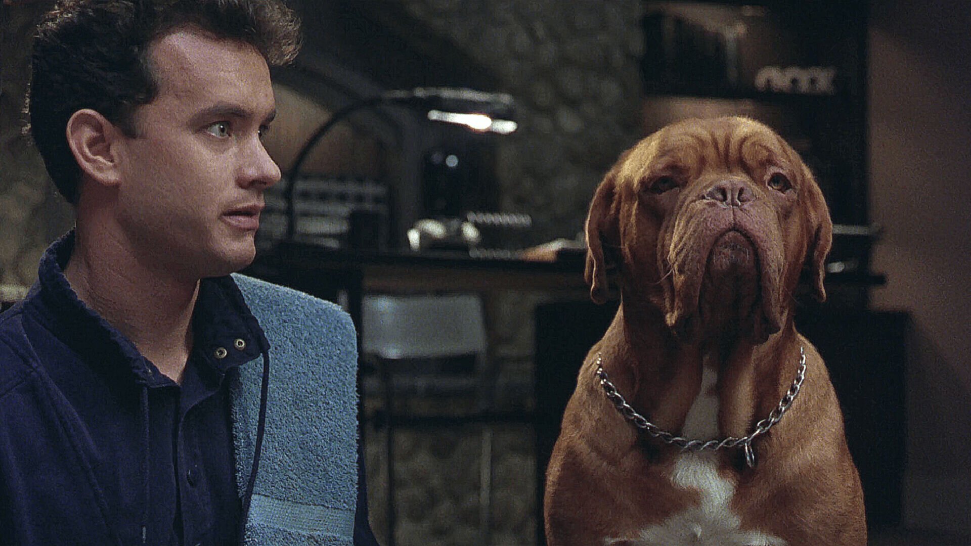 кот и пес в кинотеатре