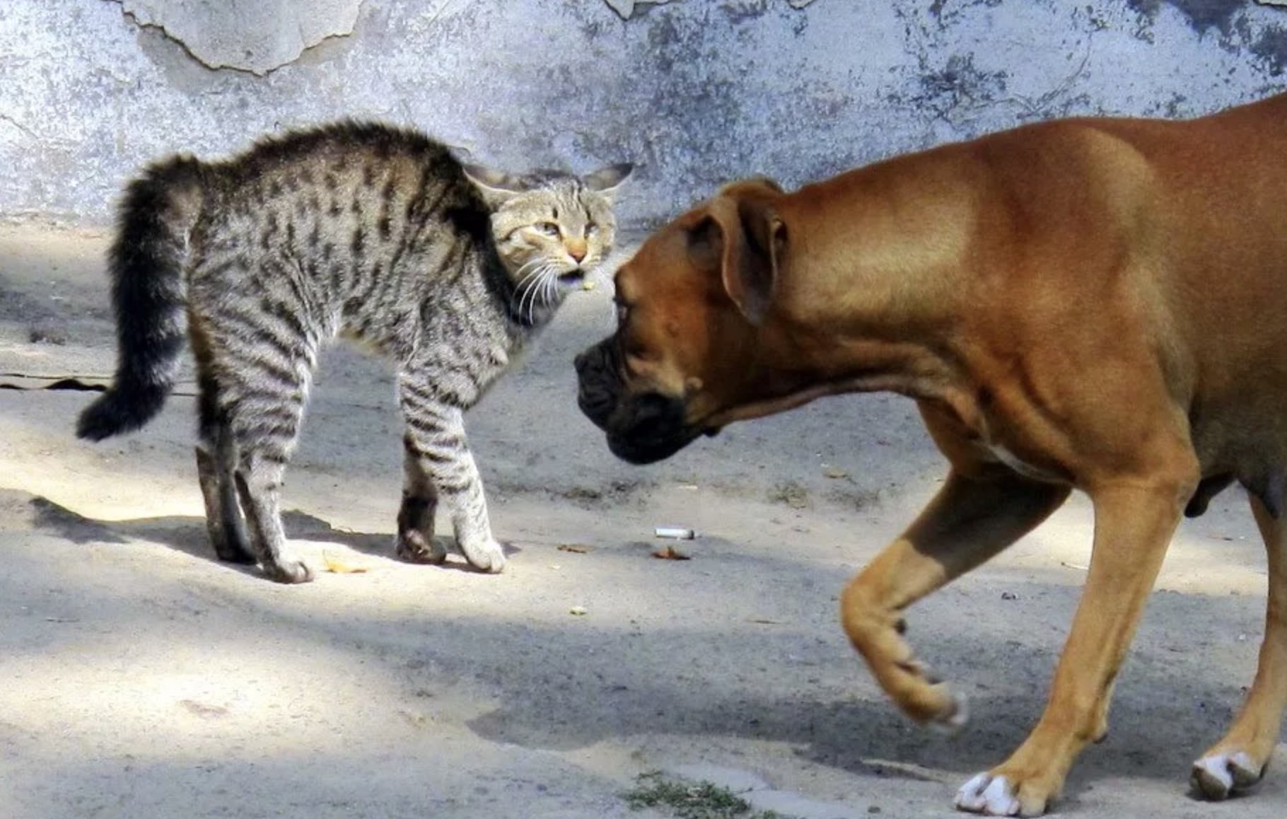 Кошки гоняют собак. Вражда кошек и собак. Кот и собака дерутся. Драка котов и собак. Коты дерутся с собаками.