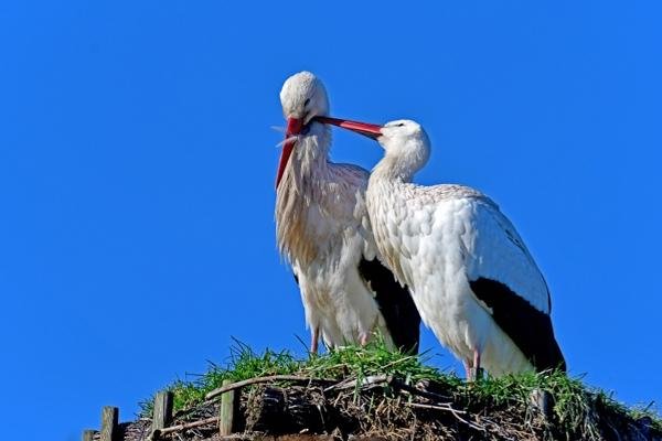 Белые аисты строят гнезда на крыше дома