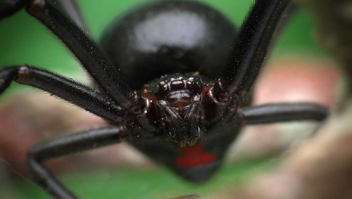 Глаз вдовы. Каракурт (Latrodectus tredecimguttatus). Каракурт паук. Паук черная вдова Каракурт. Паук Каракурт в Волгоградской области.