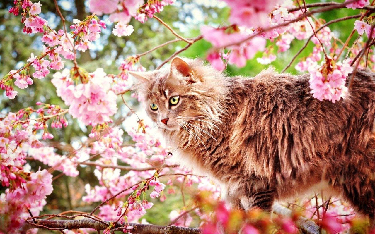 Весенние картинки с котами