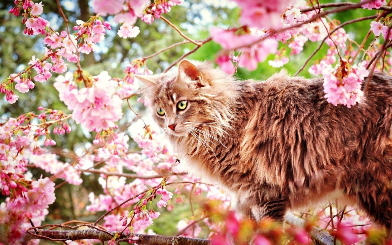 Кот весенний фото