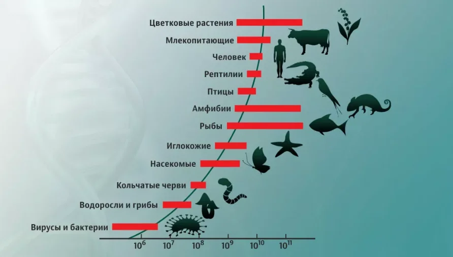 Гены развития человека. Размеры геномов разных организмов. ДНК человека и животных. Размеры живых организмов. Сходство ДНК человека и животных