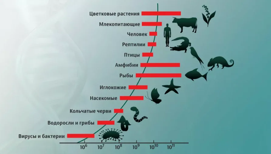 Сколько животных на земле. Размеры геномов разных организмов. ДНК человека и животных. Размеры живых организмов. Сходство ДНК человека и животных.