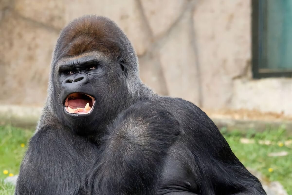 горилла смеется. горилла ржет. Gorilla 8. Hola baby gorilla. Gorilla 8.