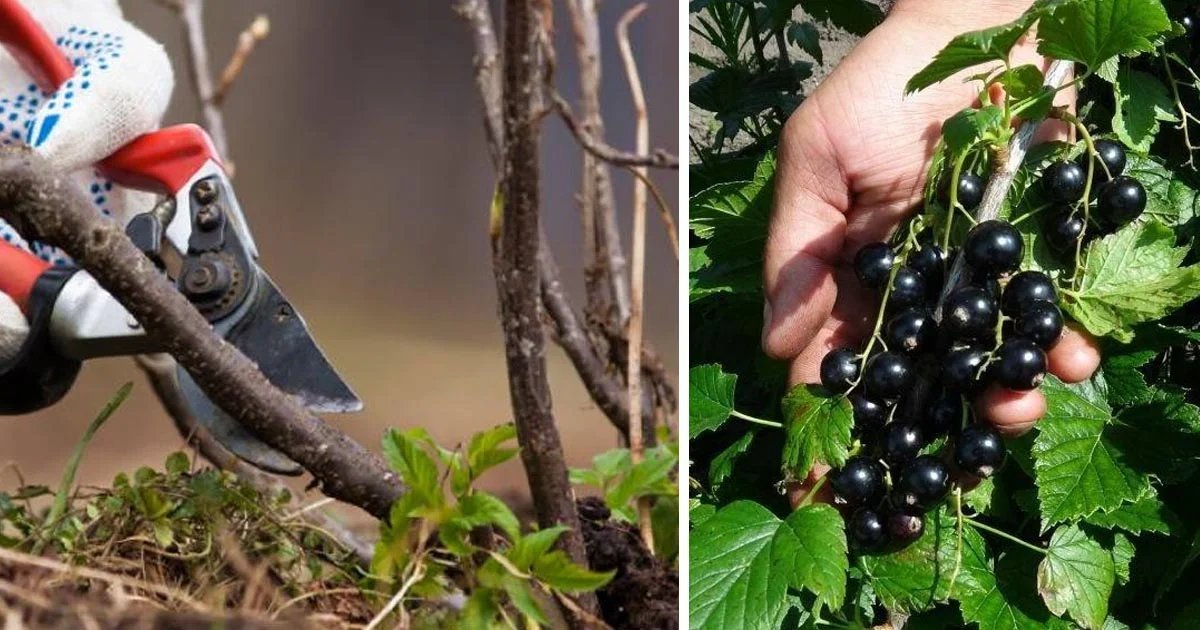 Уход за черной смородиной весной после зимы. Смородина. Смородина куст. Омоложение смородины. Смородина осенью.