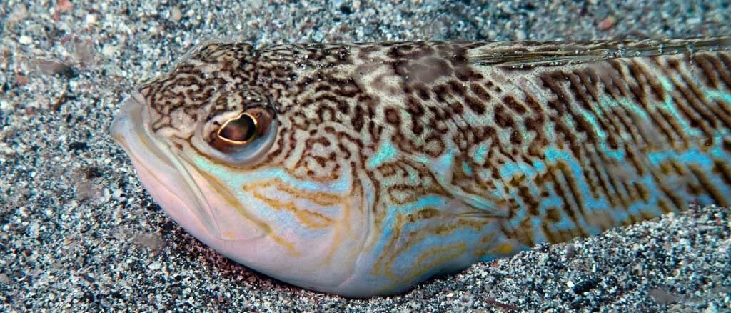 Морской дракон рыба черного моря