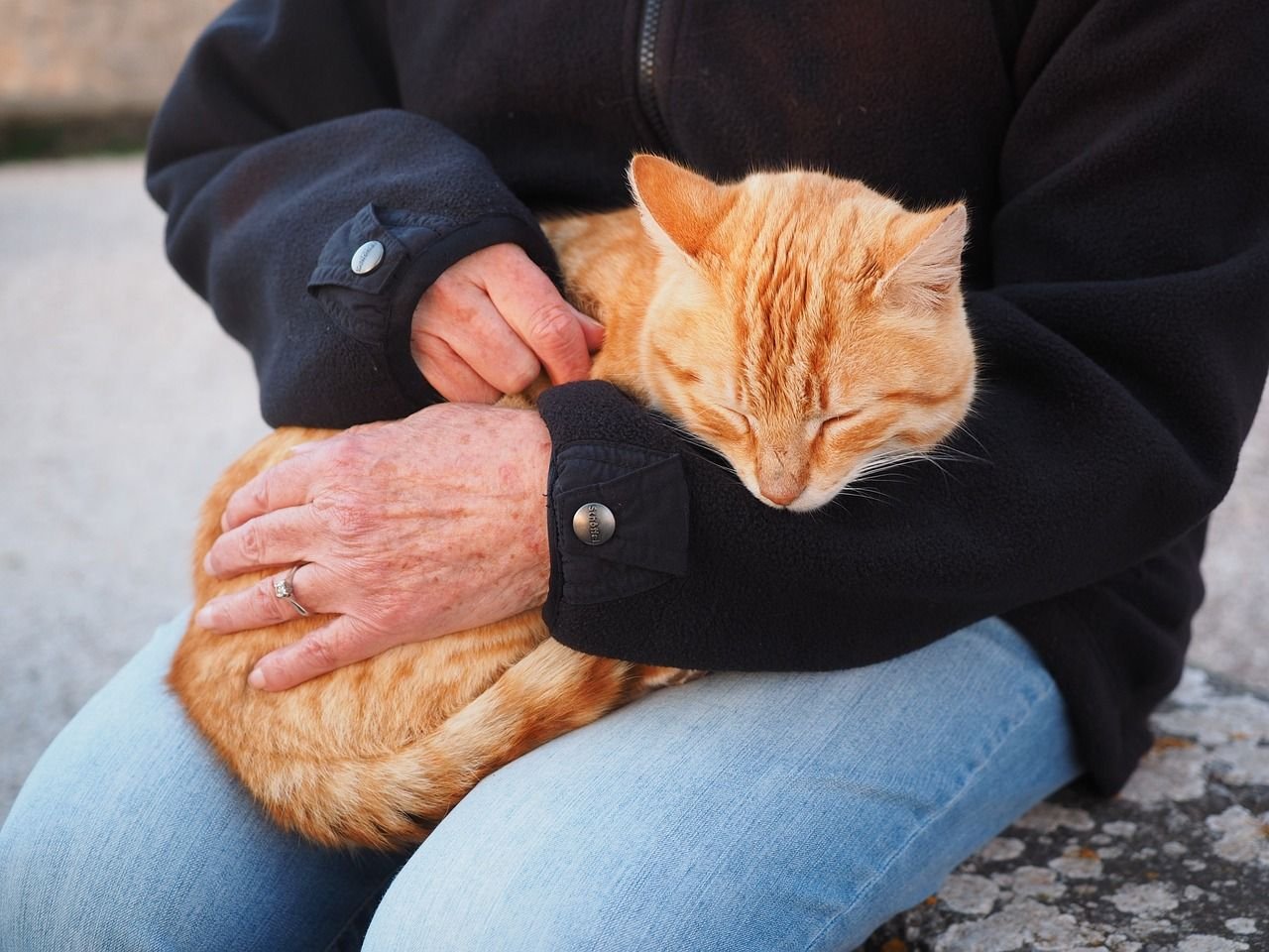 Картинки кошек с людьми