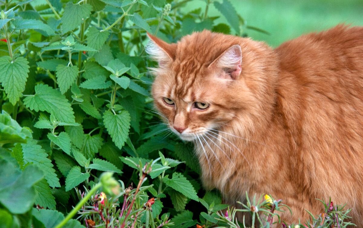 Catnip Кошачья мята