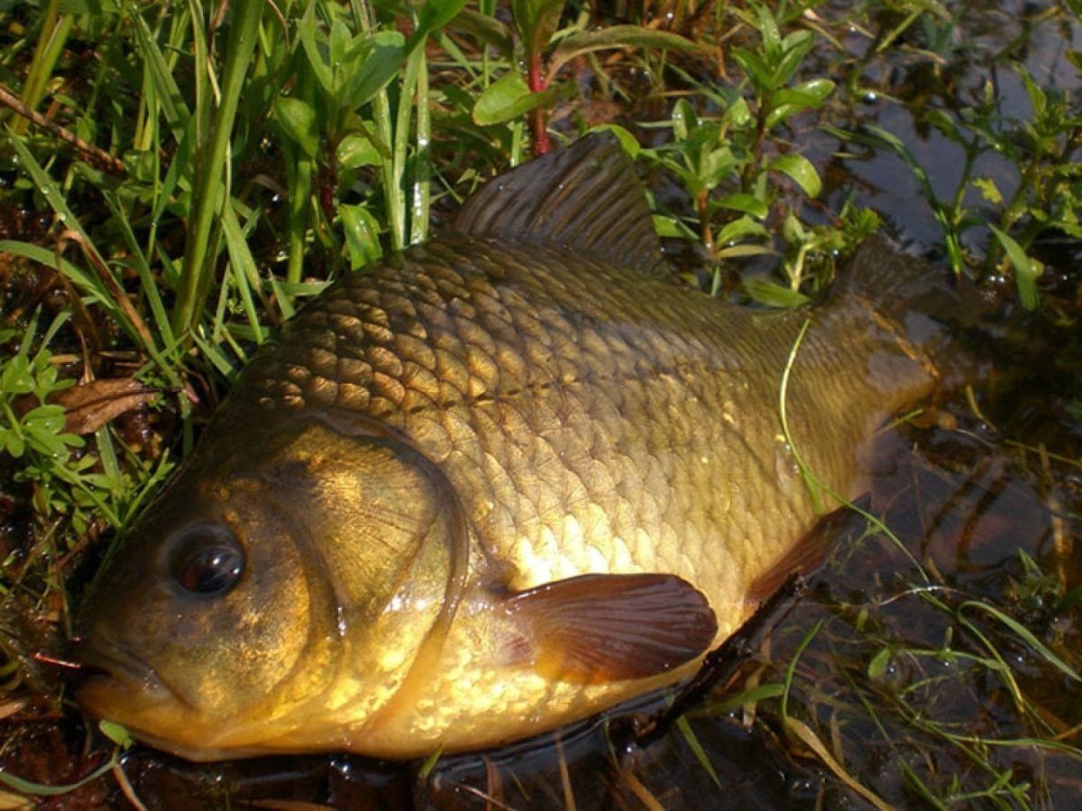 Речная домашняя рыба. Карась золотой горбатый. Карась (Carassius Carassius). Карась мабуна. Серебряный карась (Carassius gibelio).