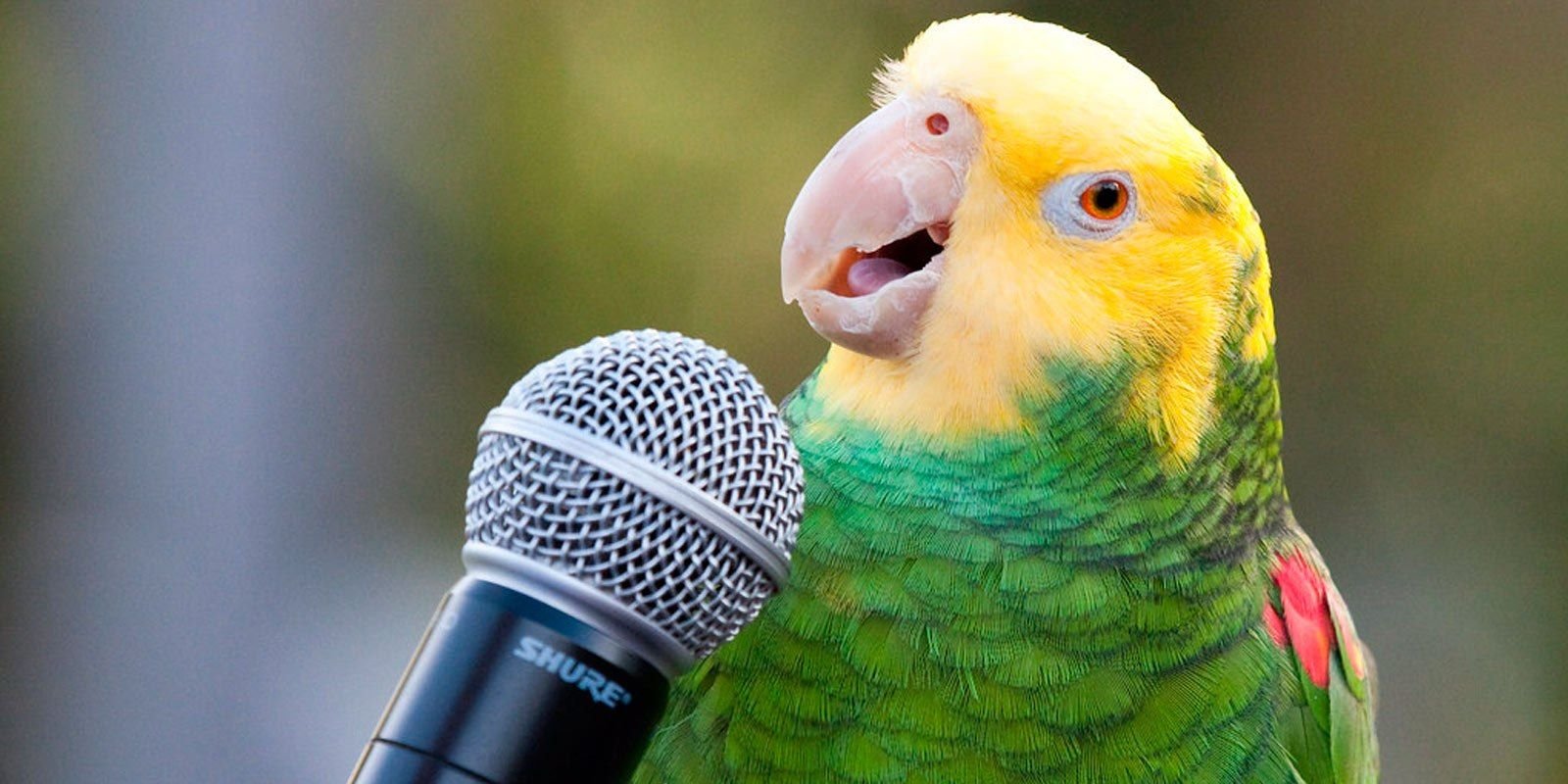 Говорящие попугаи
