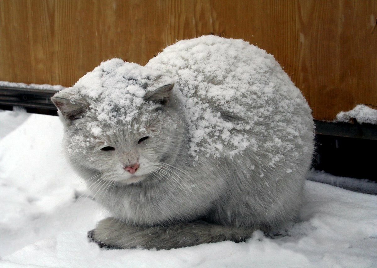 Кот замерз