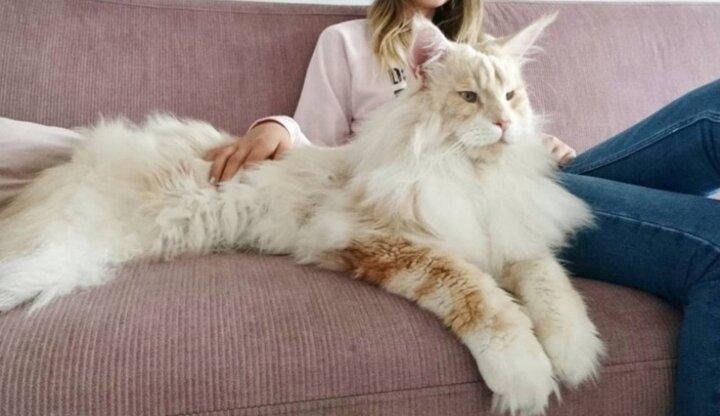 Источник изображения: Lotus The Mainecoon