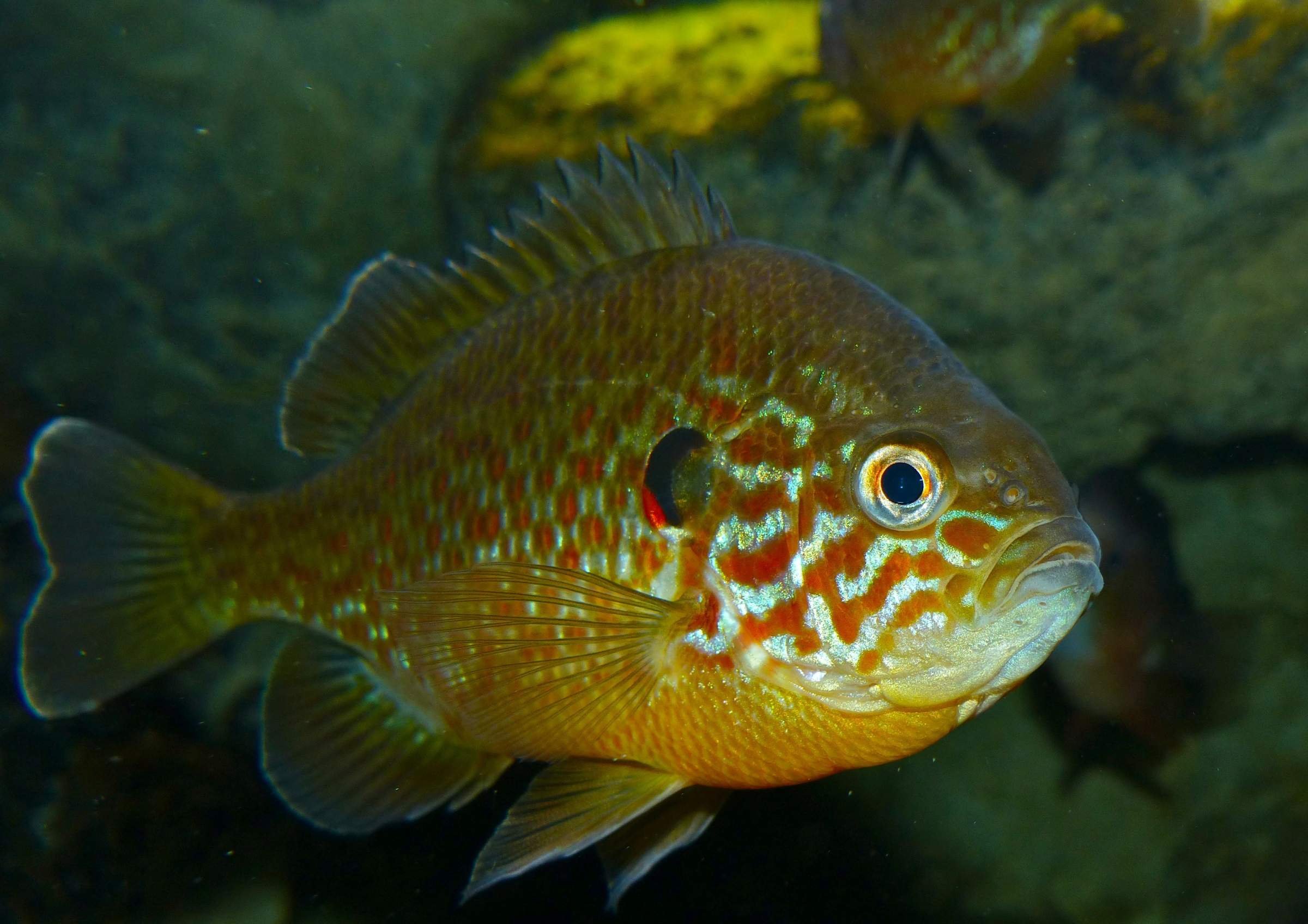 Lepomis gibbosus