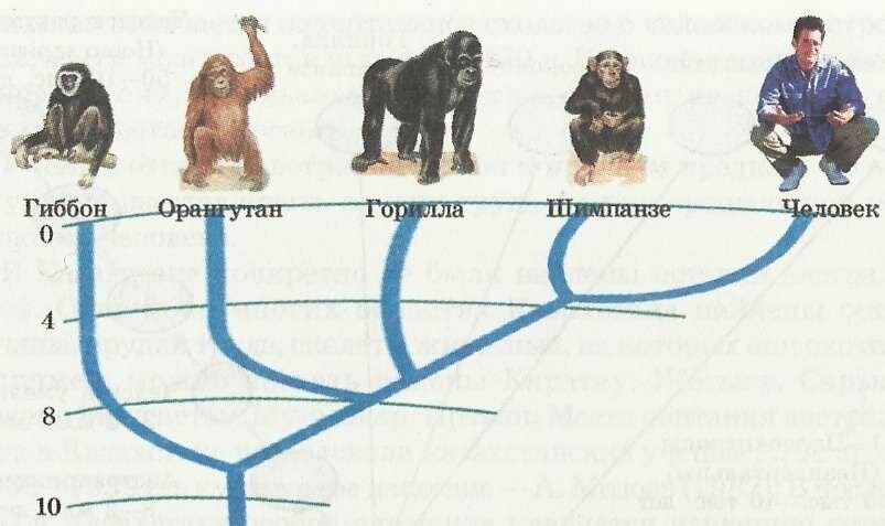 Приматы какое развитие. Общий предок человека и обезьяны. Предки человека и человекообразных обезьян. Общий предок гоминид, горилл и шимпанзе.. Эволюция приматов схема.