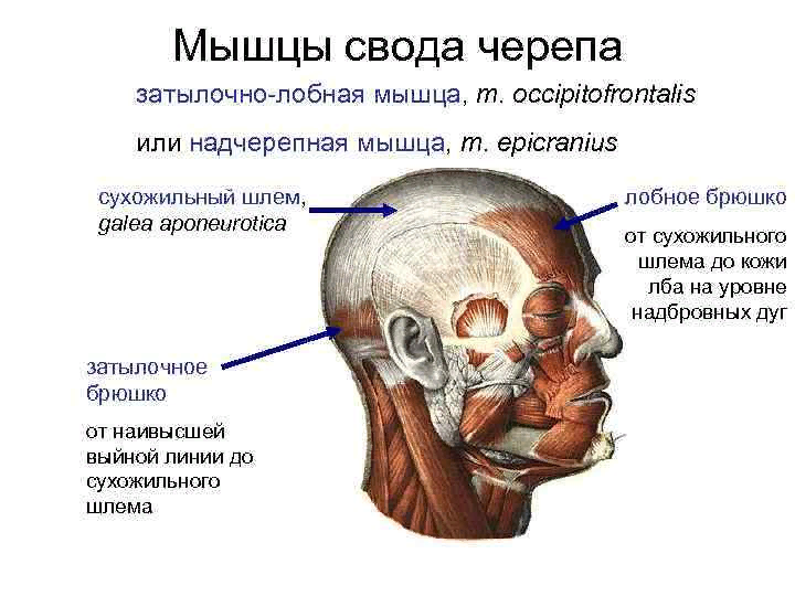 Лобные латынь. Надчерепная мышца свода черепа. Мышцы свода черепа анатомия латынь. Мышцы свода черепа: Надчерепная мышца. Сухожильный шлем головы анатомия.