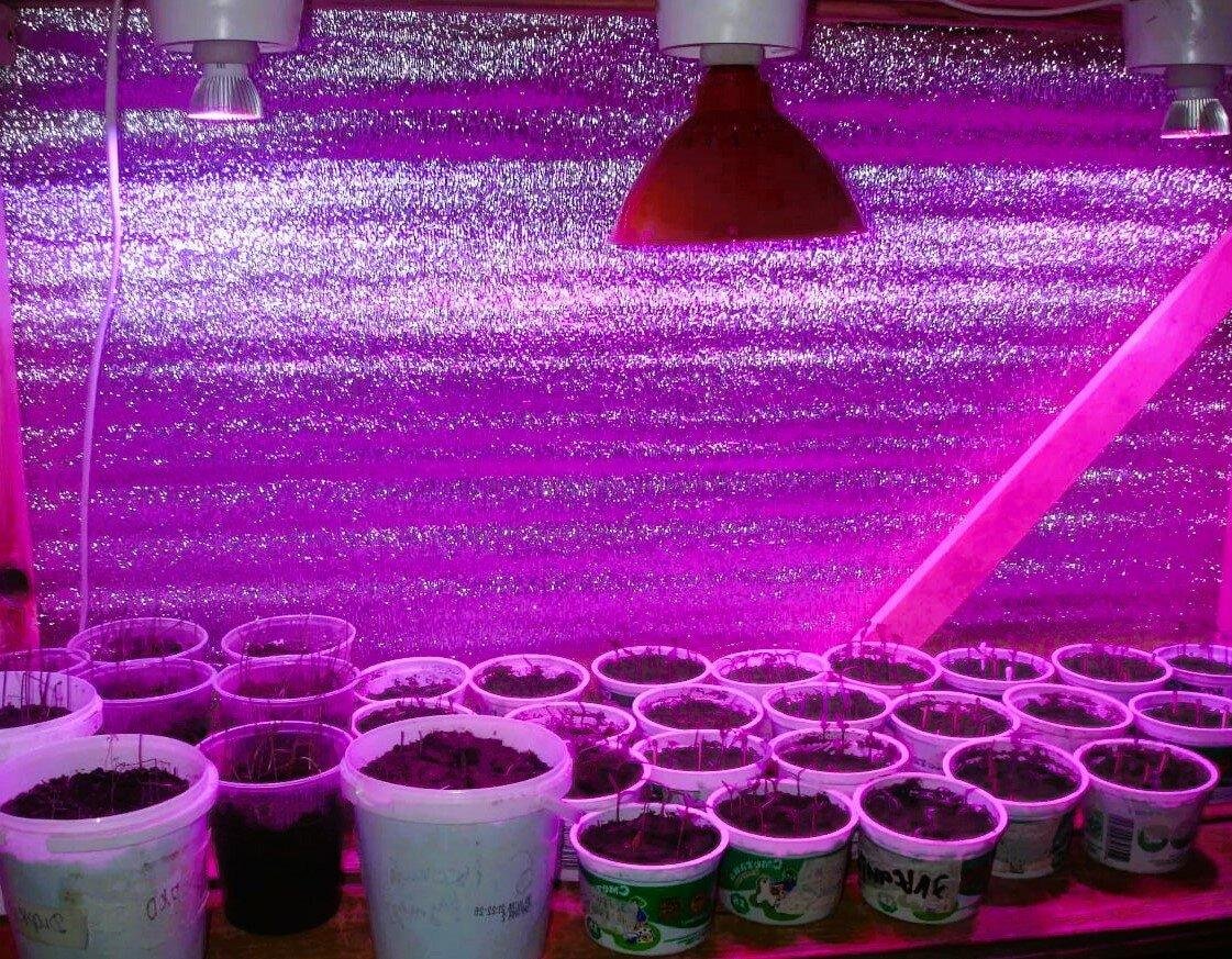 фитолампа osram fluora l 36 w. сколько нужно подсвечивать рассаду фитолампой. досветка рассады томатов. рассада томатов под фитолампой. сколько нужно подсвечивать рассаду фитолампой.