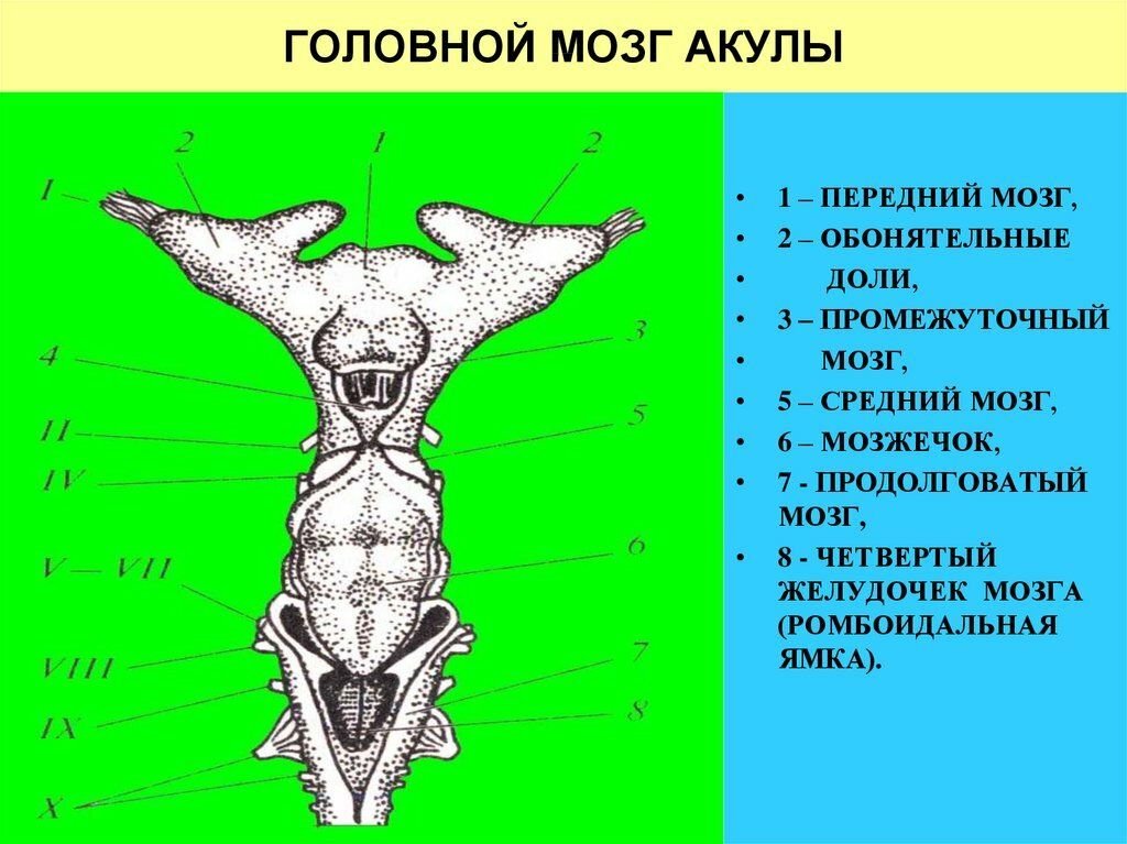 Какой мозг акулы. Строение головного мозга акулы. Головной мозг акулы сверху и снизу. Схема строения головного мозга акулы. Нервная система акулы схема.