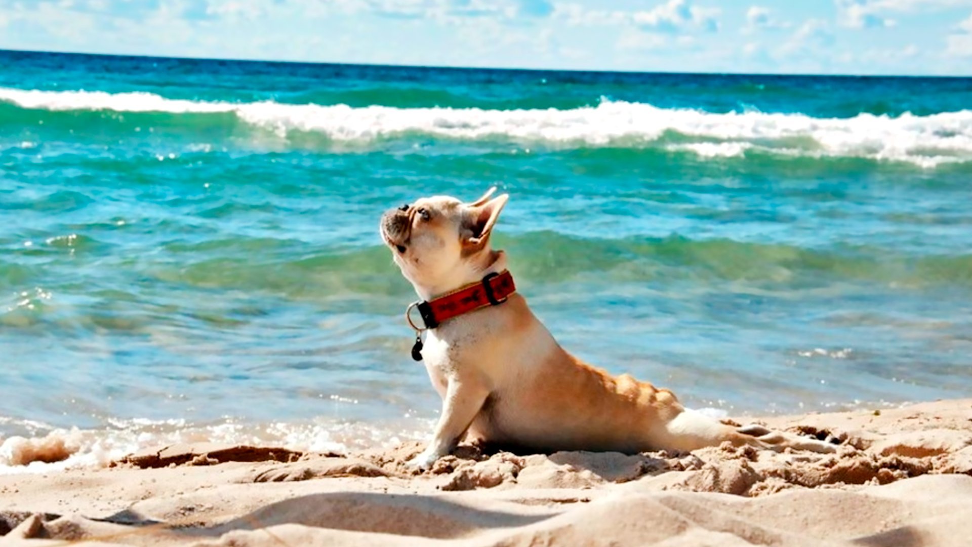 Собака лето море
