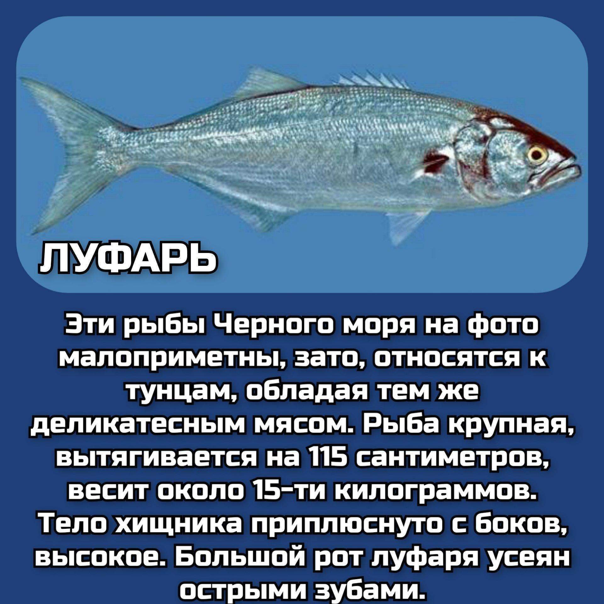 рыбы баренцева моря список