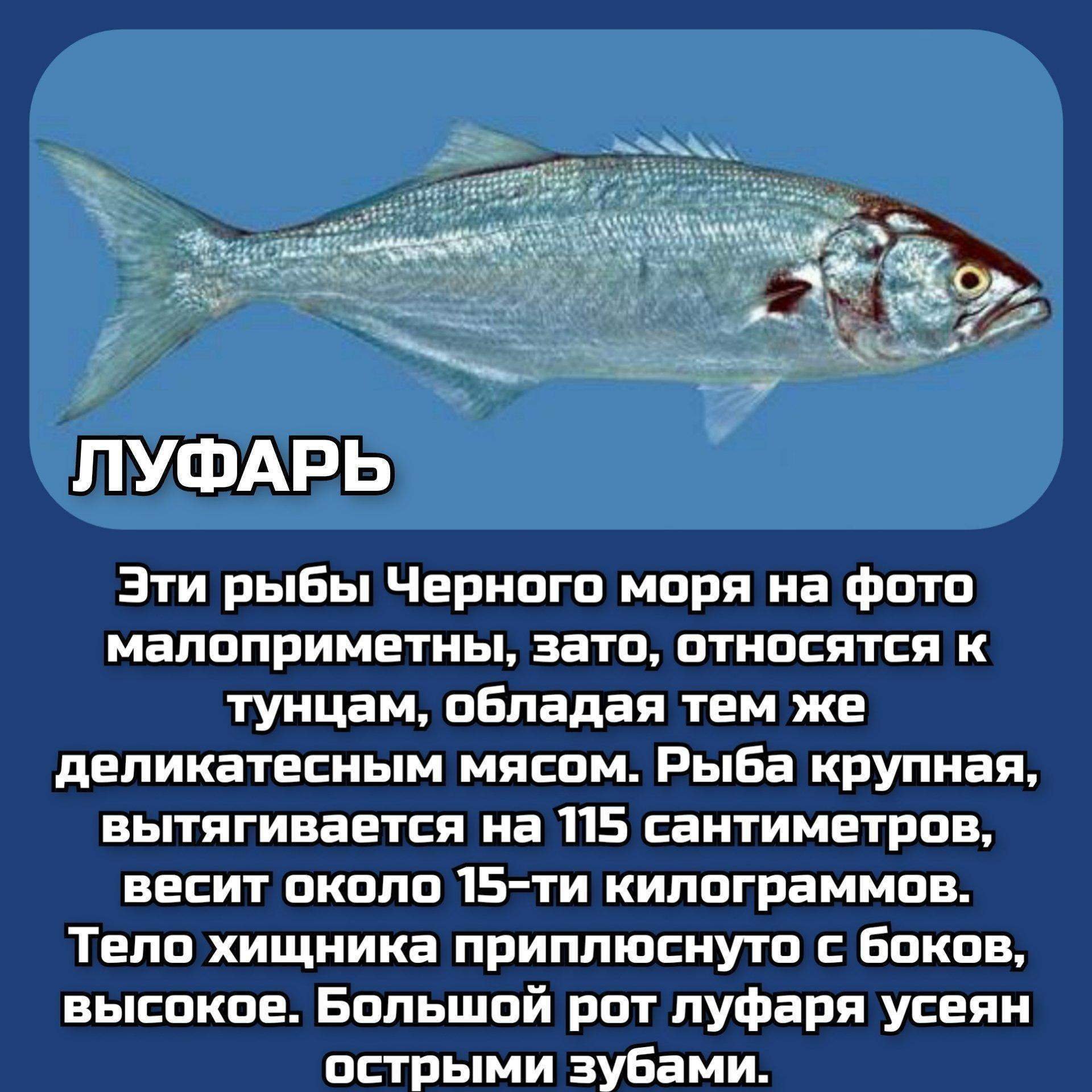 морская рыба черного моря названия