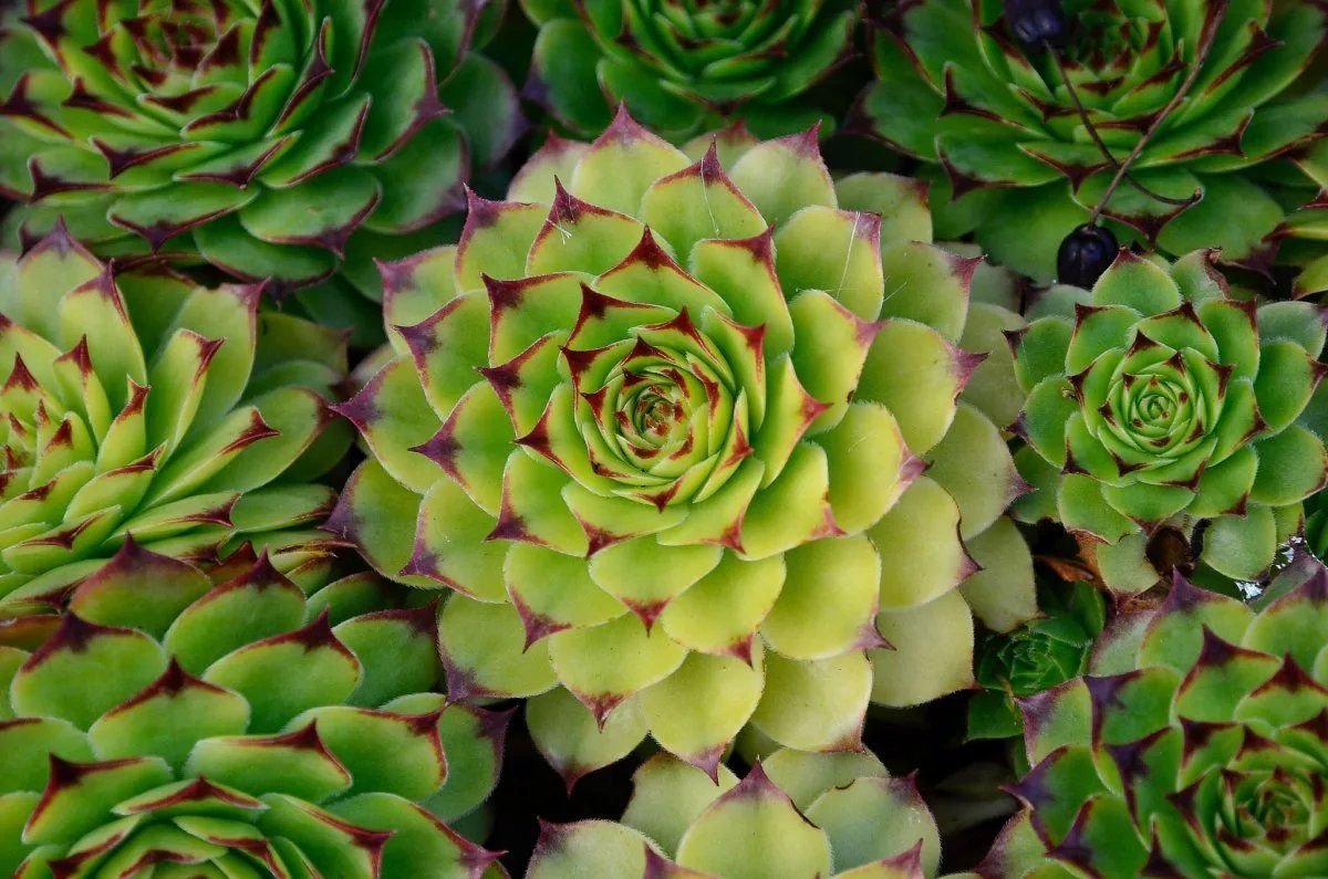 Молодило, «каменная роза» (Sempervivum)