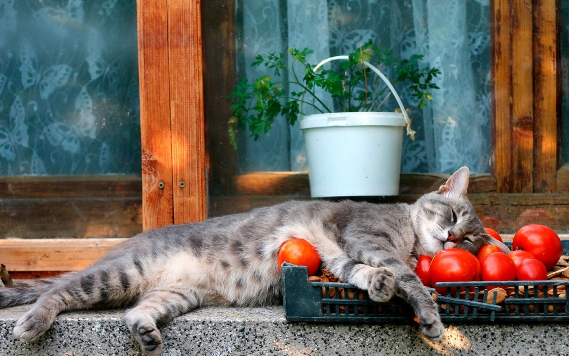 котенок в саду картинки