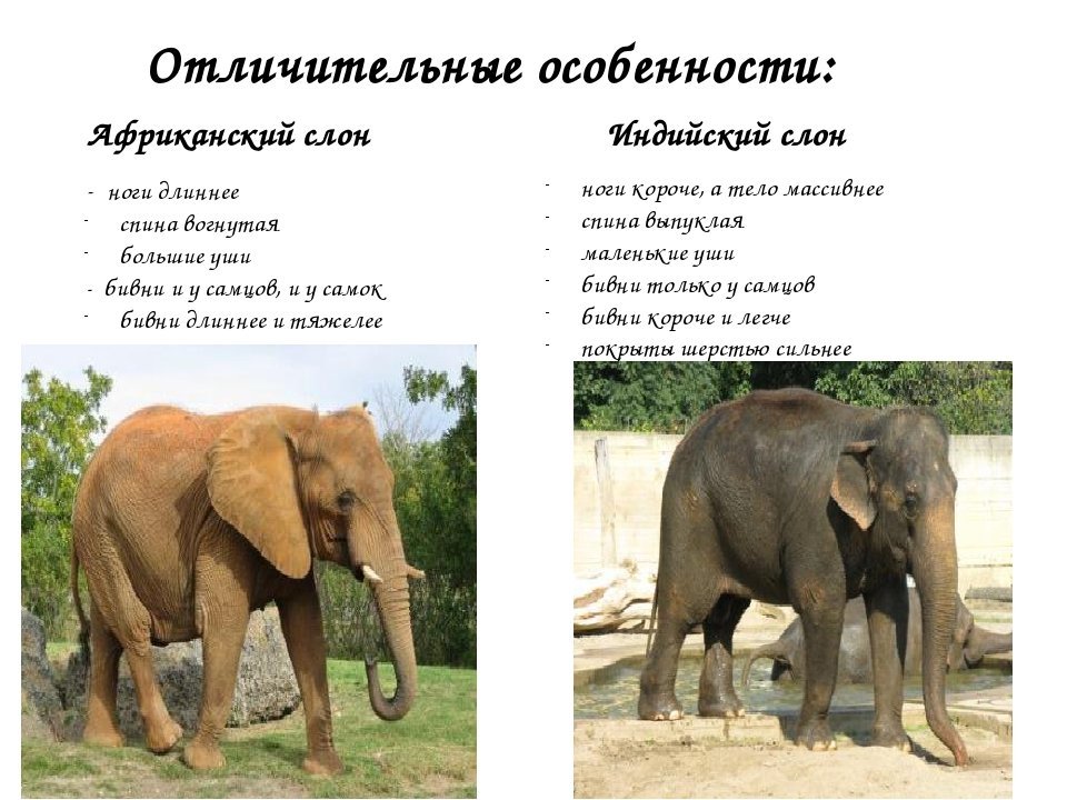 Сколько слонов в мире. Африканский и индийский слон. Африканский и индийский слон различия. Африканские слоны и индийские слоны отличия. Слон Африканский и индийский разница.