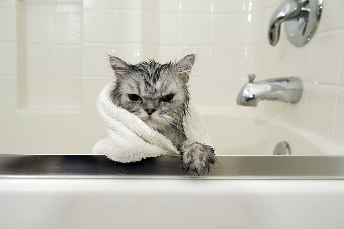 Картинка котик купается