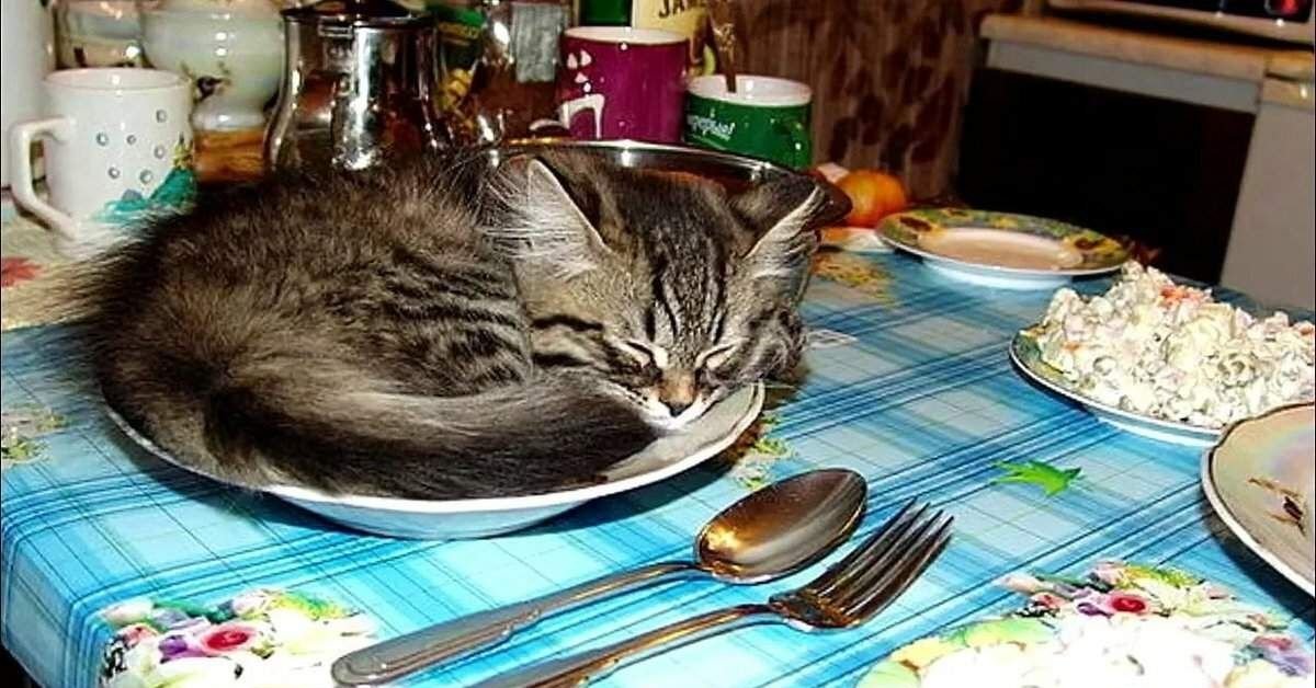 Коты за столом картинки