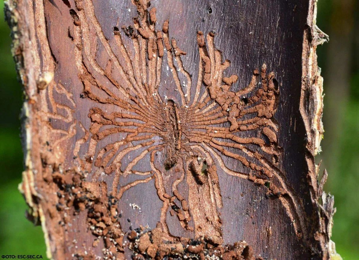 Douglas fir Bark Beetle