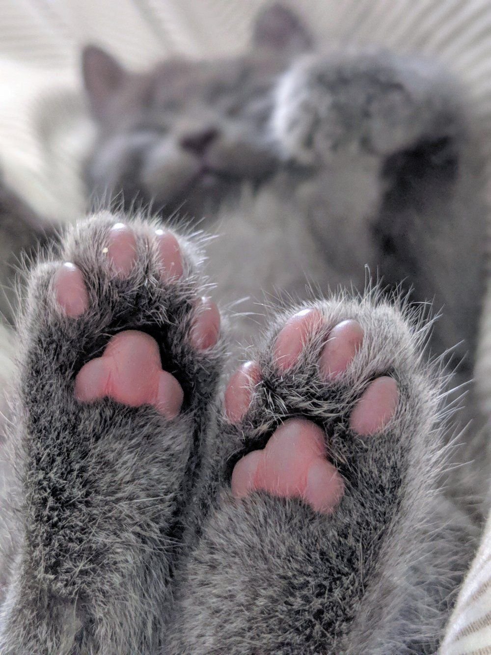 Картинки кошачьих лапок