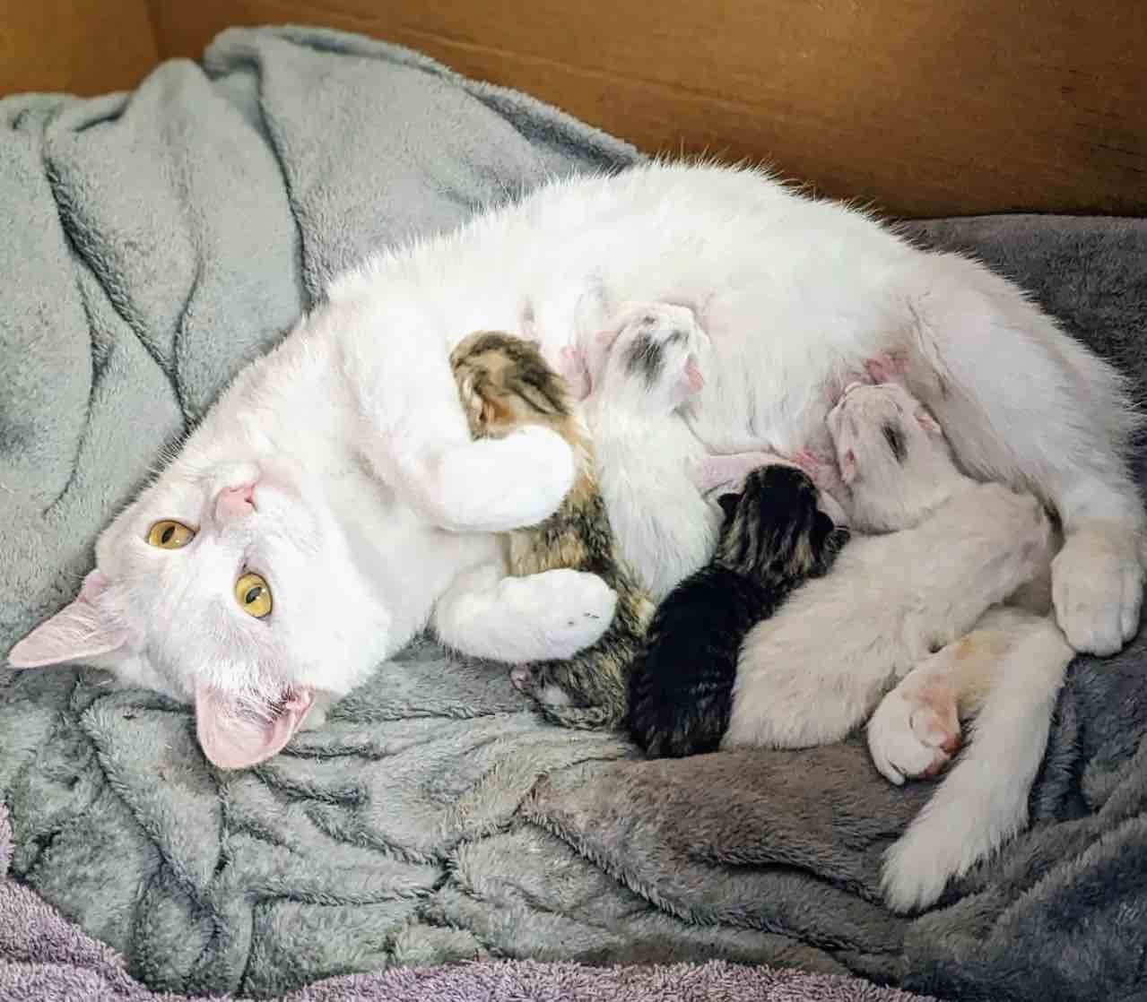 Котята зовут мать. Котик поддержки. Котята зовут маму. Кошка с котятами. Кошка привела котят.