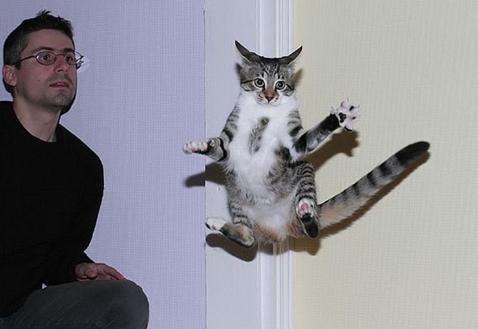 Кошки полетели. Летающий кот. Кошка в воздухе. Смешные котики в полете. Летающий кот смешное.