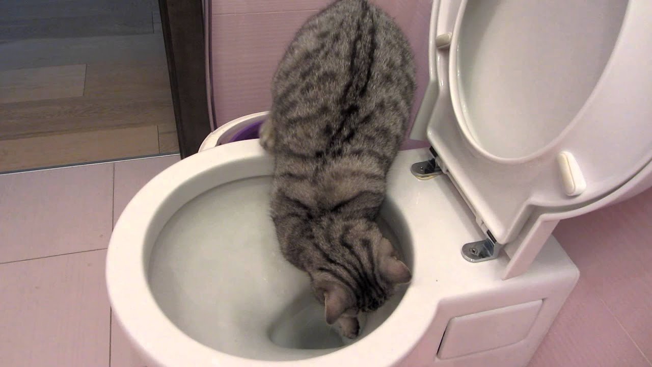 Пьет из туалета. Кот пьет воду из унитаза. Кошка какает. АОТ пьет воду из унитаза.