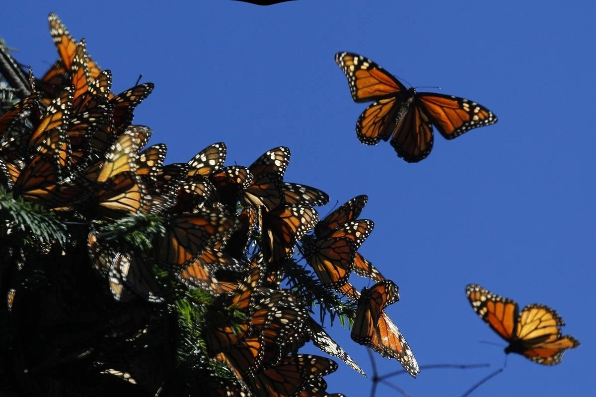 Бабочки Монарх Мехико